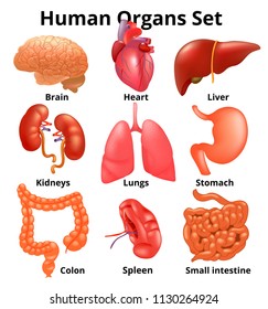 Realistic Human Organs Set Anatomy Stock Illustration 1130264924 ...