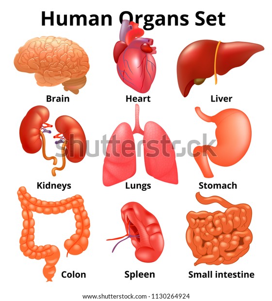 Realistic Human Organs Set Anatomy Stock Illustration 1130264924 ...