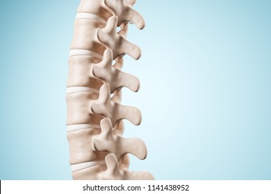 Realistic Human Spine Illustration. Back View On The Blue Background. 3d Render.