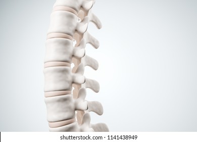 Realistic Human Spine Illustration. Side View On The White Background. 3d Render.