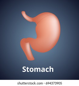 Realistic human stomach isolated on dark gray background. - Shutterstock ID 694373905