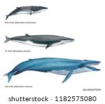 realistic illustration of 3 species of balaenoptera on white background: minke whale (Balaenoptera acutorostrata), fin whale (Balaenoptera physalus) and blue whale (balaenoptera musculus).