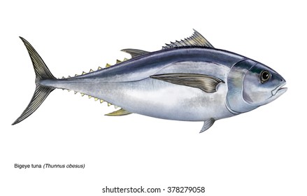 A Realistic Illustration Of Bigeye Tuna (Thunnus Obesus)