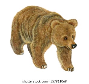 realistic illustration brown bear