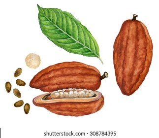 Realistic Illustration Of Cacao (Theobroma Cacao) With Drupa, Leaves And Seeds