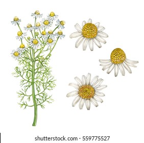 Realistic Illustration Of Chamomile  Plant With Flowers. Botanic Watercolor Hand Drawn Drawing On White.