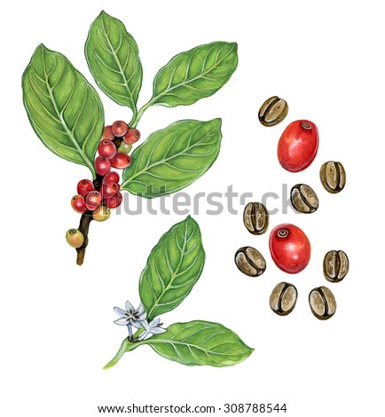 realistic illustration of coffee tree  (coffea) with a branch with fruits. leaves ahd flowers and beans