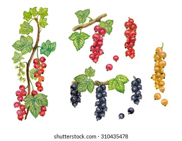 Realistic Illustration Of Currant Tree ( Ribes Nigrum, Ribes Rubrum) Blackcurrant, Redcurrant, White Currant With A Branch With Flowers, Leaves And Berries