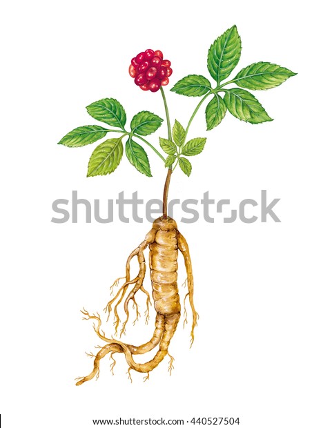 人参 人参 植物与根 叶子和水果的现实插图库存插图