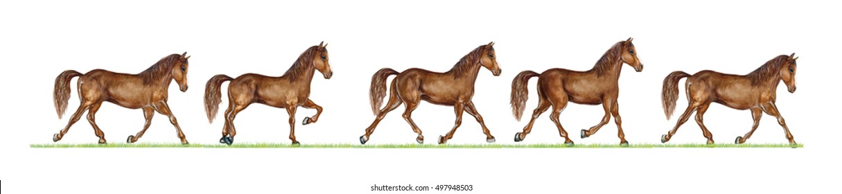 Realistic Illustration Of Horse (equus) Trot Cycle Illustrating A Trotting Horse 