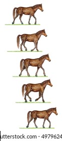 Realistic Illustration Of Horse (equus) Walk Cycle Illustrating A Horse Galloping