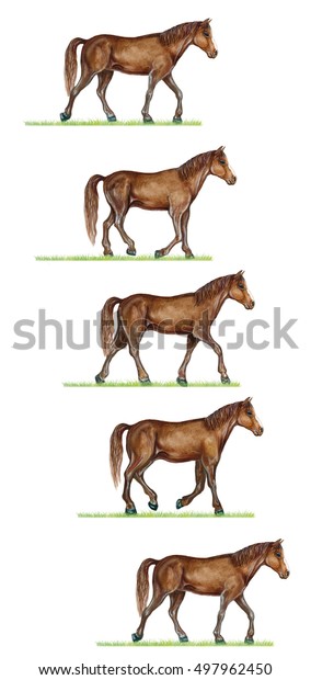 Realistic Illustration Horse Equus Walk Cycle Stock Illustration 497962450