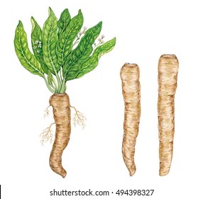 Horseradish の画像 写真素材 ベクター画像 Shutterstock