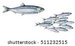 realistic illustration off herring (Clupea harengus)fish and a shoal of herrings on white, watercolor hand drawn illustration


 


