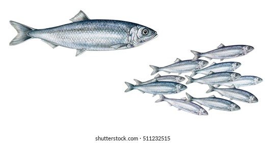 Realistic Illustration Off Herring (Clupea Harengus)fish And A Shoal Of Herrings On White, Watercolor Hand Drawn Illustration


 


