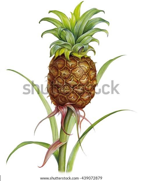 果実と植物を持つパイナップル アナナスコモス の写実的なイラスト のイラスト素材 439072879