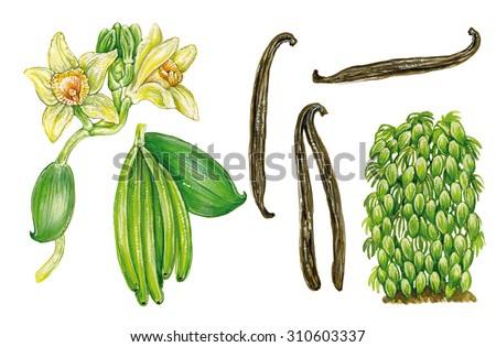 realistic illustration of a plant of vanilla orchid (Vanilla planifolia) with flowers, fruits and vanilla pods. Common names are flat-leaved vanilla, Tahitian vanilla and West Indian vanilla.