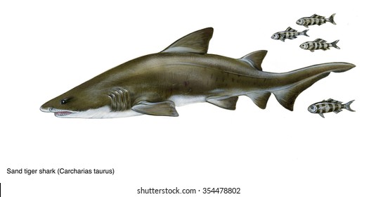 how to draw a sand tiger shark