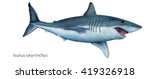 realistic illustration of shortfin mako shark (Isurus oxyrhincus)