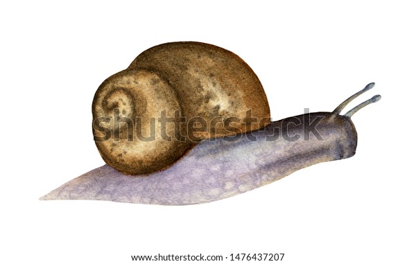 カタツムリのリアルなイラスト 白い背景にシェル動物の絵 のイラスト素材 Shutterstock