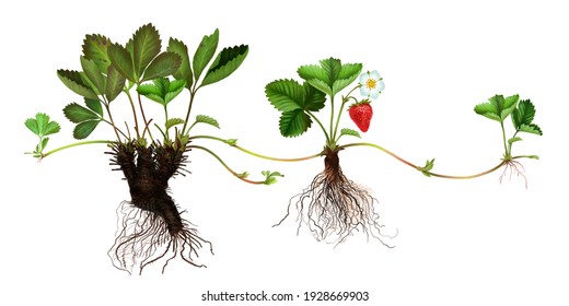 Realistic illustration of a strawberry seedling. Stages of growth and development of a strawberry seedling, the reproductive system. Stages of vegetative reproduction of plants. Old and young roots.