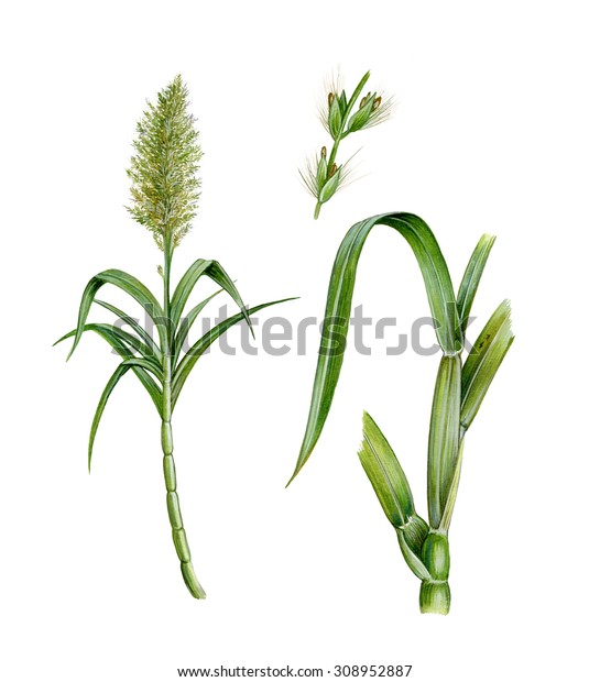 植物 花 葉を持つサトウキビまたはサトウキビ サッカラム オフィシナルム の写実的なイラスト のイラスト素材