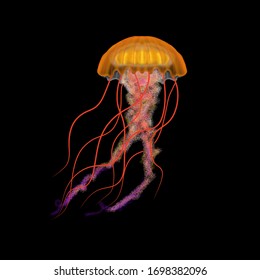 Realistic Jellyfish Illustration Isolated On Black. Bright Contrast Colors, Semi Opaque Body. 