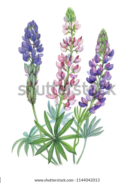 Realistic Llustration Handdrawn Lupine Lupinus Sp Stock Illustration ...