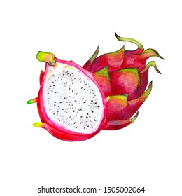 Watercolor Hand Drawn Dragon Fruit Pitahaya Stock Illustration 1111776125