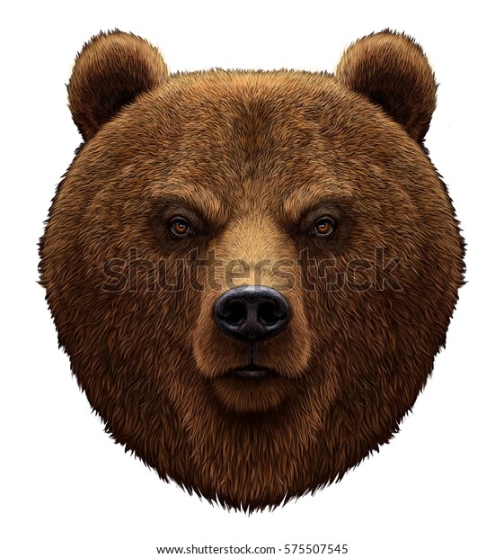 白い背景にリアルな熊のイラスト クマの頭 のイラスト素材 575507545