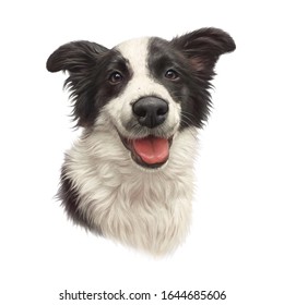 Realistic Portrait Of Black And White Border Collie Dog. Head Of A Cute Puppy Isolated On White Background. Animal Art Collection: Dogs. Hand Painted Illustration Of Pet. Design Template.