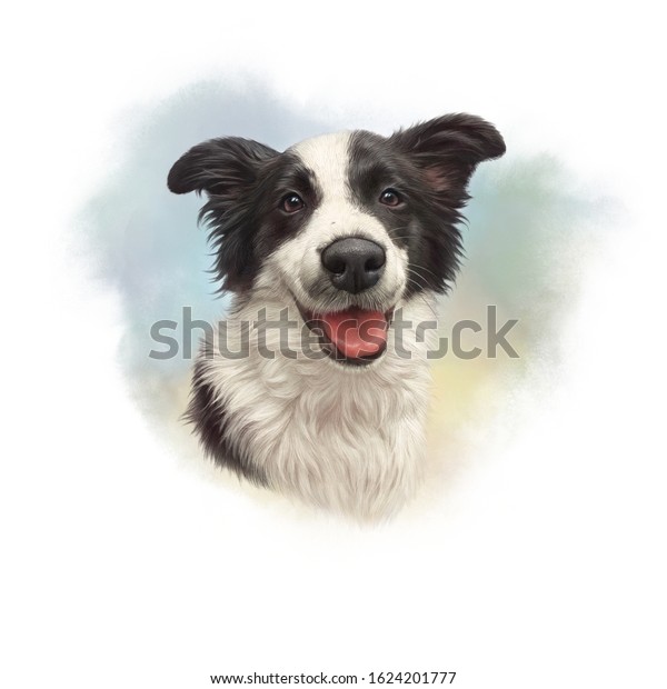 Realistic Portrait Black White Border Collie Stock Illustration