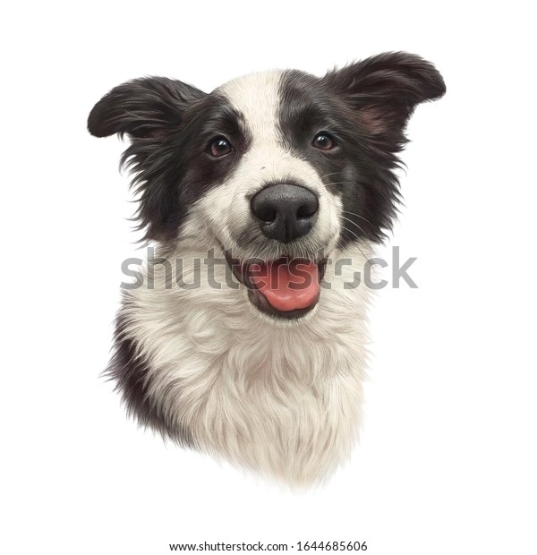 白黒の縁取りのコリー犬のリアルなポートレート 白い背景にかわいい子犬の頭 動物芸術コレクション 犬 ペットの手描きのイラスト デザインテンプレート の イラスト素材