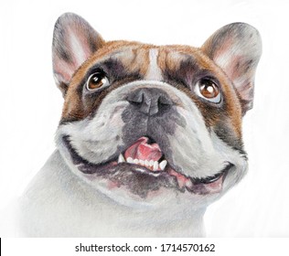 Realistic portrait happy French Bulldog  Hand  drawn drawing sand  colored dog’s head isolated white background