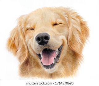 Realistic Portrait Of A Happy Labrador Retriever. Hand-drawn Drawing Of A Sand-colored Dog’s Head Isolated On White Background