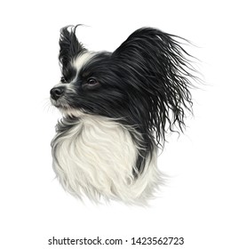 Realistic Portrait Of Papillon Dog. The Continental Toy Spaniel. Cute Puppy Isolated On White Background. Hand Drawn Illustration Of A Lap Dog. Animal Art Collection For Pet Shop. Design Template