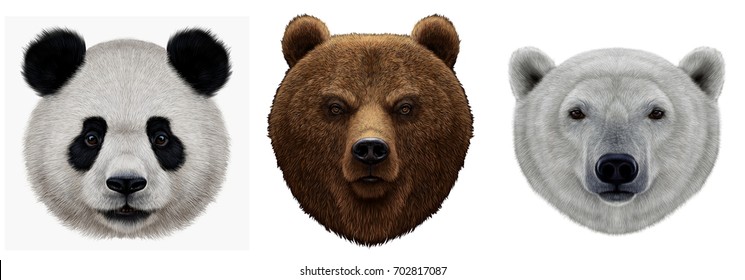 1,335 Bear portrait realistic Images, Stock Photos & Vectors | Shutterstock