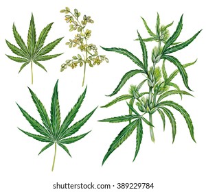 Realistic Scientific Illustration Of Hemp Plant (cannabis Sativa) With A Branch With Leaves And Flowers And Two Leaves