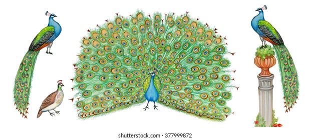 Realistic Scientific Illustrations Of Peacock Pavo Cristatus With Male And Female