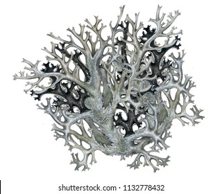 Realistic Scientific Watercolor Hand Made Illstration Of Lichen (pseudevernia Furfuracea) On White 