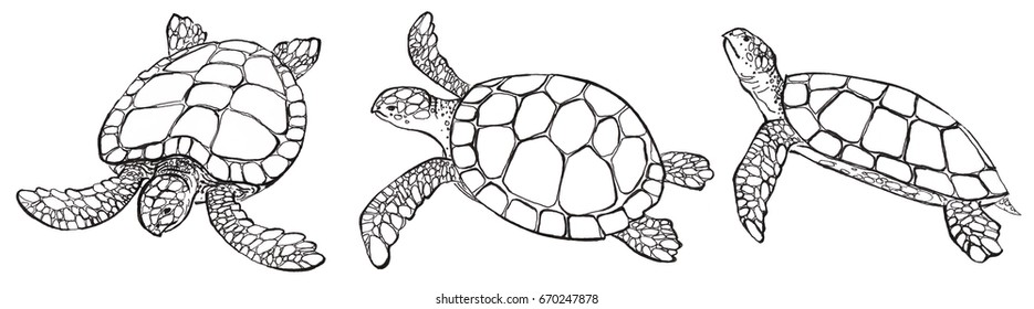 Realistic sea turtles on white background. Hand drawn ink pen illustrations. Marine set. Perfect for fashion print, banners, poster for textiles, fashion design.