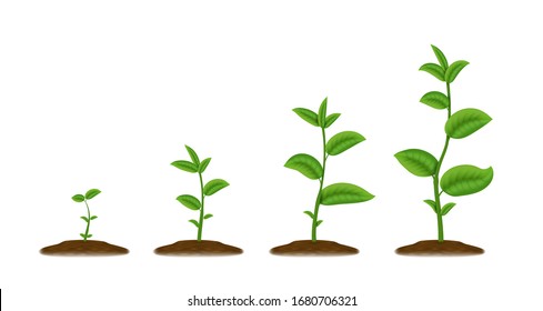 Realistic sprouts. Green plant stages of growth, agricultural plant seedling in ground.  illustration sketch young agriculture green been grow from the soil spring - Shutterstock ID 1680706321