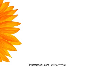 Realistic Sunflower On A Sunny Background With Copy Space .Sunflower Frame .Inscription Welcome Spring In Background Blooming Flowers Of Sunflower And Flying Petals