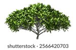 Realistic tree shrub green foliage on white backgrounds 3d render