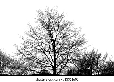 Realistic Tree Silhouette Illustration Stock Illustration 713311603