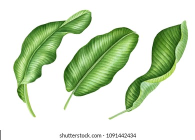 熱帯植物のリアルな植物 熱帯のバナナの葉のセット 白い背景に手描きの水彩イラスト のイラスト素材