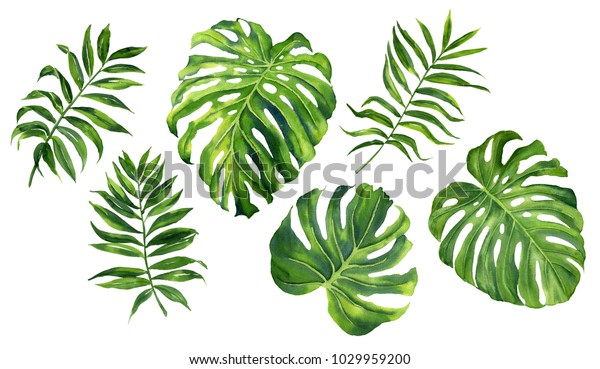 熱帯植物のリアルな植物 熱帯の葉のセット 緑のヤシのネアンタ モンステラ 白い背景に手描きの水彩イラスト のイラスト素材