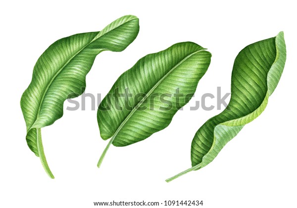 熱帯植物のリアルな植物 熱帯のバナナの葉のセット 白い背景に手描きの水彩イラスト のイラスト素材