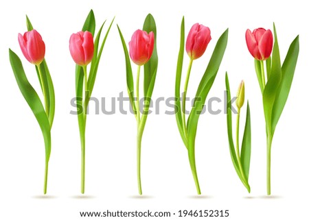 Similar – Tulip pink red Plant