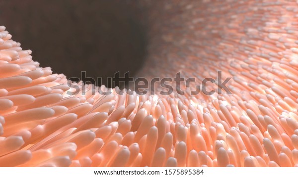 Realistic villi inside the intestines under the
microscope. Intestine lining. Microscopic villi and capillary. 3d
with diseased intestine for concept design. Gastrointestinal system
disease. 3d
render